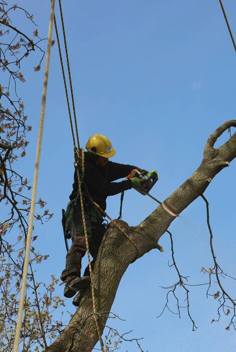 Arborist with hard hat and chainsaw rigged in a tree during a removal job